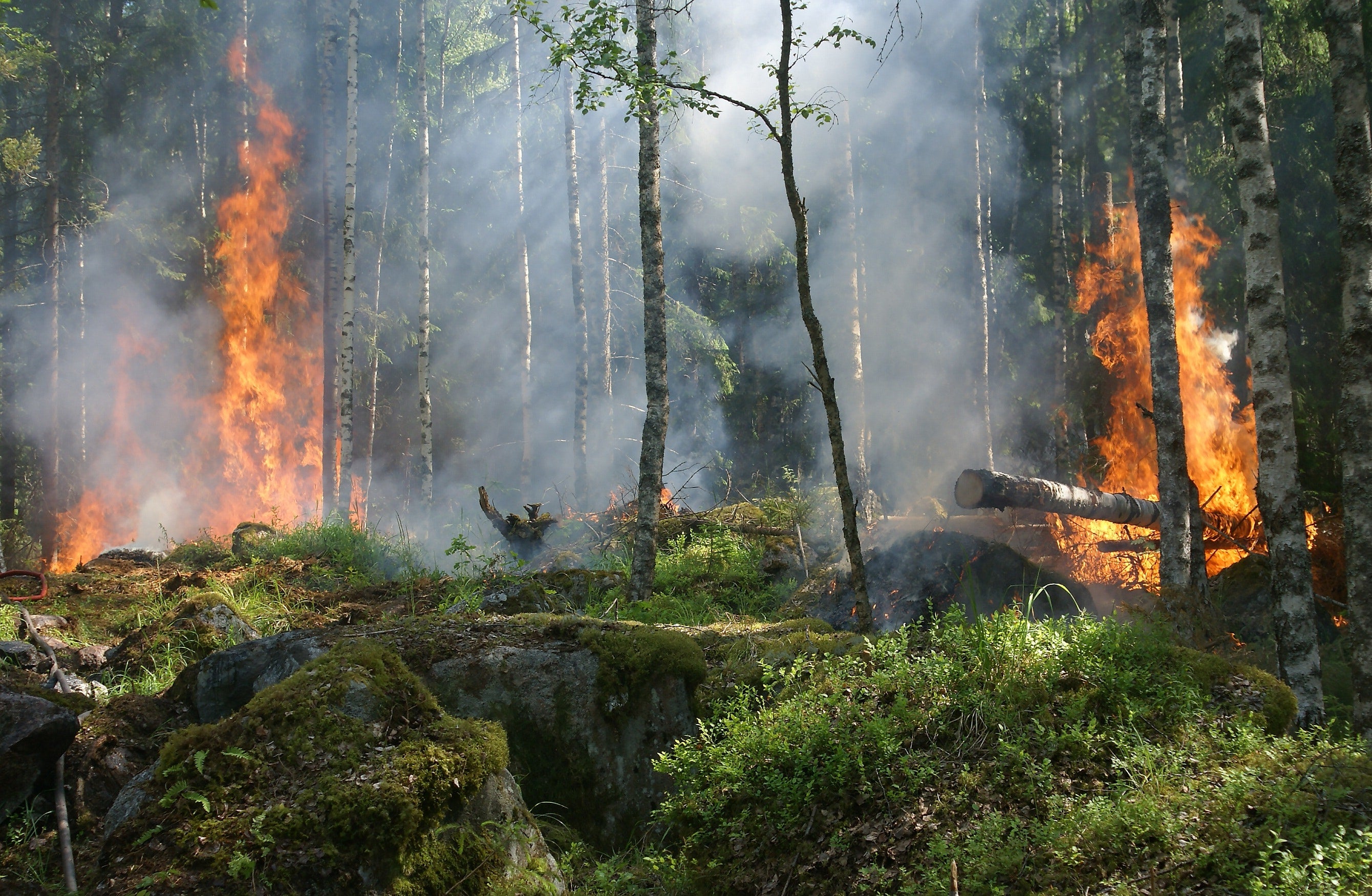 The Unforeseen Benefits of Forest Fires: Nature's Regenerative Force